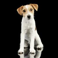Studio shot of an adorable Jack Russell Terrier photo