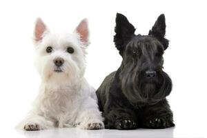 An adorable West Highland White Terrier and a Scottish terrier photo