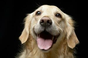 Portrait of an adorable mixed breed dog photo