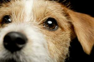 Retrato de un adorable Jack Russell Terrier foto