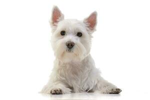 estudio Disparo de un adorable Oeste tierras altas blanco terrier foto