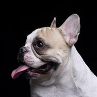 Portrait of an adorable French bulldog photo