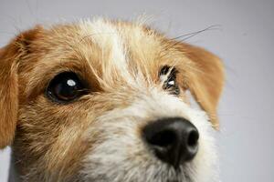 Portrait of an adorable Jack Russell Terrier photo