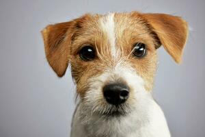 Retrato de un adorable Jack Russell Terrier foto