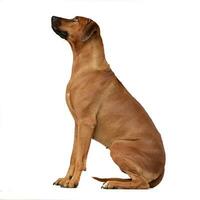 Studio shot of an adorable Rhodesian ridgeback photo