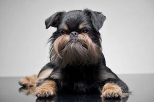 Studio shot of an adorable Griffon Bruxellois photo