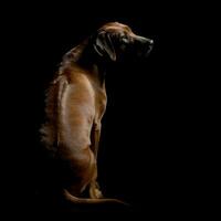 Studio shot of an adorable Rhodesian ridgeback photo