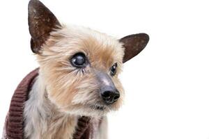 Portrait of a blind Yorkshire terrier photo