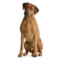 Studio shot of an adorable Rhodesian ridgeback photo