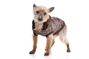 Studio shot of a blind Yorkshire terrier photo