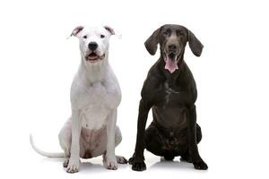 Studio shot of an adorable  Dogo Argentino and a deutsch kurzhaar photo