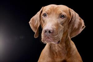 Portrait of an adorable hungarian vizsla magyar vizsla photo