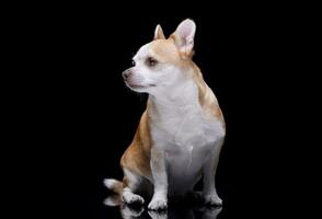 Studio shot of an adorable Chihuahua photo