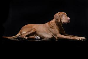 Studio shot of an adorable hungarian vizsla magyar vizsla photo