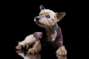 Studio shot of a blind Yorkshire terrier photo