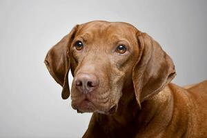 Portrait of an adorable hungarian vizsla magyar vizsla photo