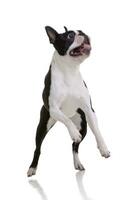 An adorable Boston Terrier standing on hind legs photo