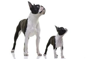 Studio shot of two adorable Boston Terrier photo