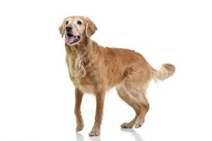 Studio shot of an adorable Golden retriever photo