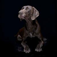 Studio shot of an adorable deutsch kurzhaar photo