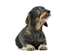 Studio shot of an adorable Dachshund photo