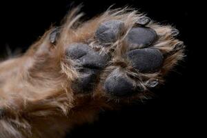 Close shot of an adorable Yorkshire terrier paw photo