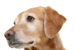 Portrait of an adorable Golden retriever photo