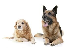 un adorable mezclado raza perro y un alemán pastor foto