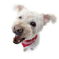 Wide angle portrait of an adorable Poodle photo