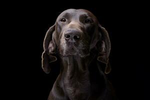 retrato de un adorable Alemán Kurzhaar foto