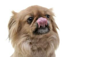 Portrait of an adorable Pekingese dog photo