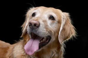 Portrait of an adorable Golden retriever photo