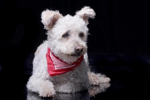 estudio Disparo de un adorable caniche foto
