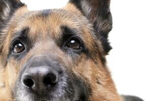 Portrait of an adorable german shepherd dog photo