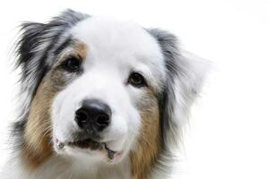 Portrait of an adorable Australian shepherd photo