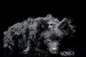 Studio shot of an adorable Mudi dog photo