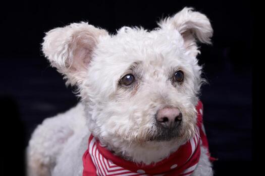estudio Disparo de un adorable caniche foto