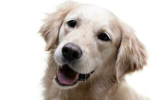 Portrait of an adorable Golden Retriever photo