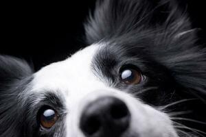 Portrait of an adorable Border collie photo