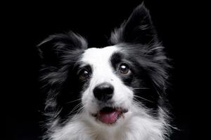 Portrait of an adorable Border collie photo