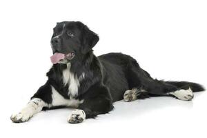 Studio shot of an adorable mixed breed dog photo