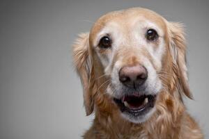 Portrait of an adorable Golden retriever photo