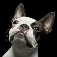 Portrait of an adorable Boston Terrier photo