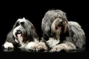 Studio shot of two adorable Tibetian terrier photo