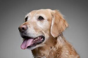 Portrait of an adorable Golden retriever photo