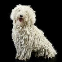 Studio shot of an adorable Puli photo