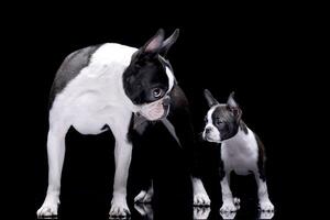 Studio shot of two adorable Boston Terrier photo