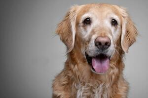 Portrait of an adorable Golden retriever photo