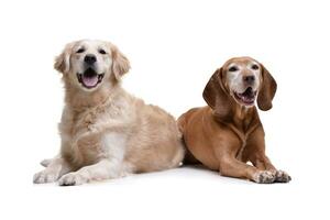 Studio shot of an adorable Golden Retriever and a hungarian vizsla photo