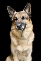 retrato de un adorable alemán pastor perro foto